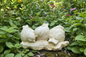 Three white ceramic birds on a branch with a dark background